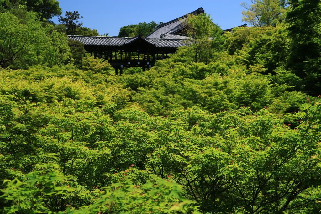 新緑の東福寺