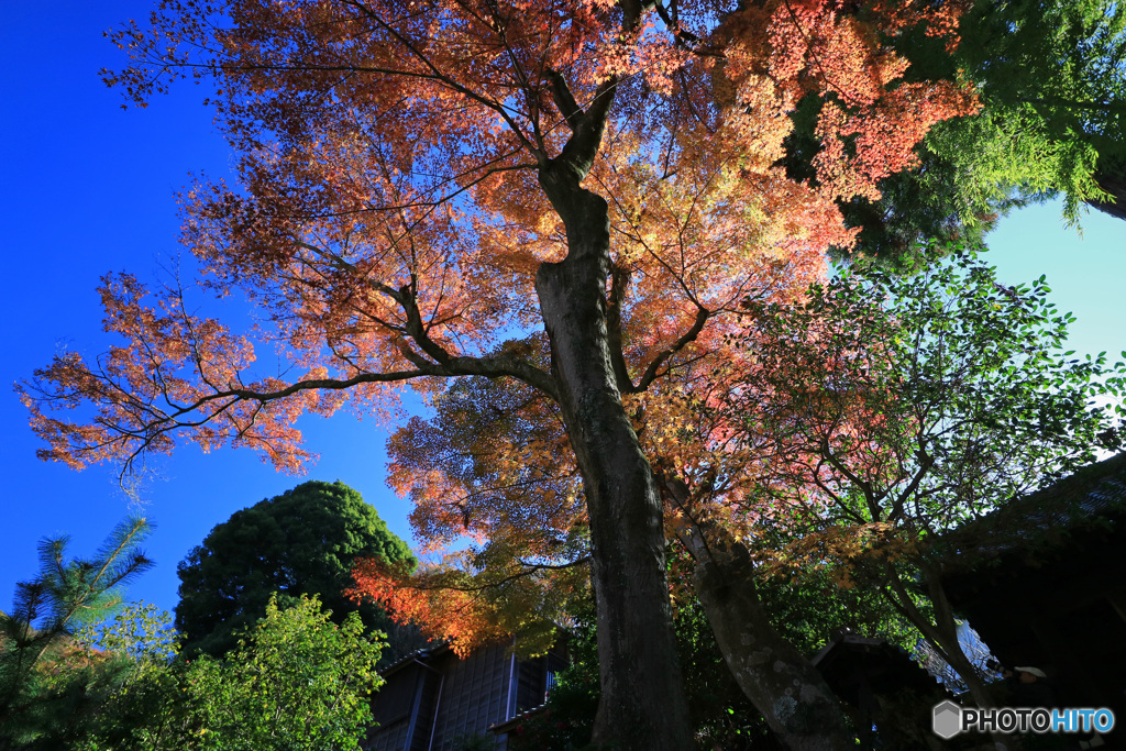 紅葉1本