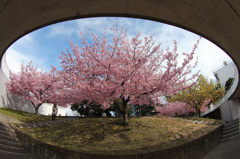 桜舞台