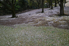 落花紋様