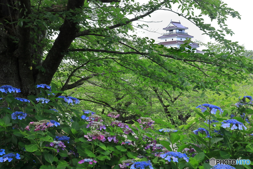 アジサイ咲く鶴ヶ城 -2