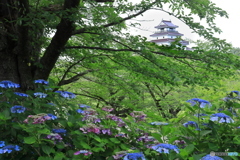 アジサイ咲く鶴ヶ城 -2