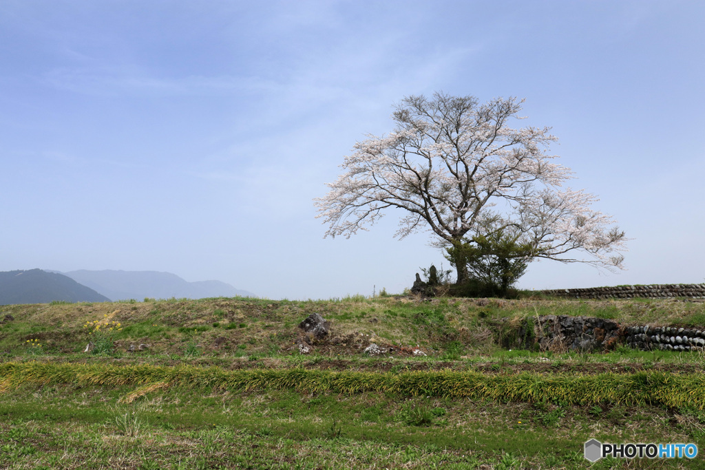 一本の桜の木