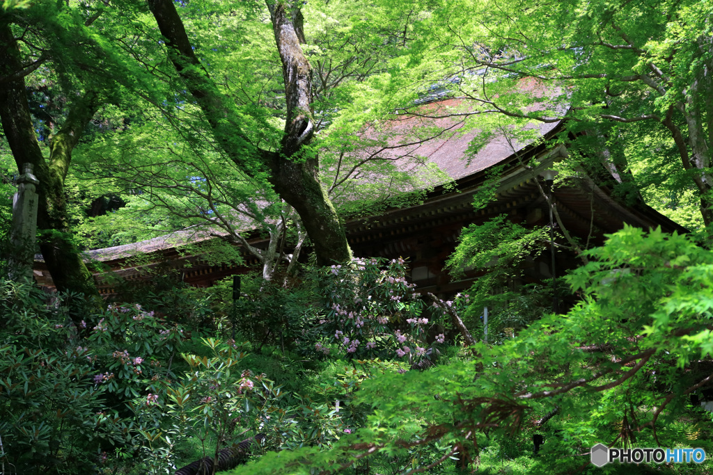 新緑の境内