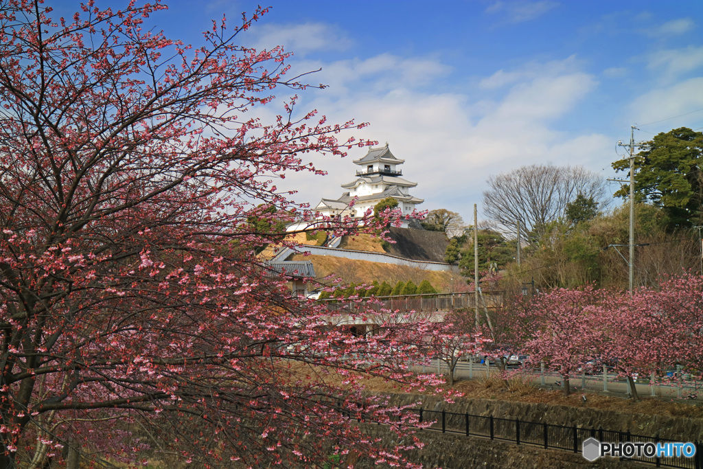 春の掛川城
