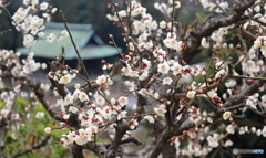 白梅咲く境内 -2