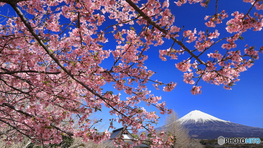 河津桜咲く山里で