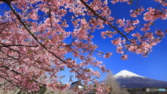 河津桜咲く山里で