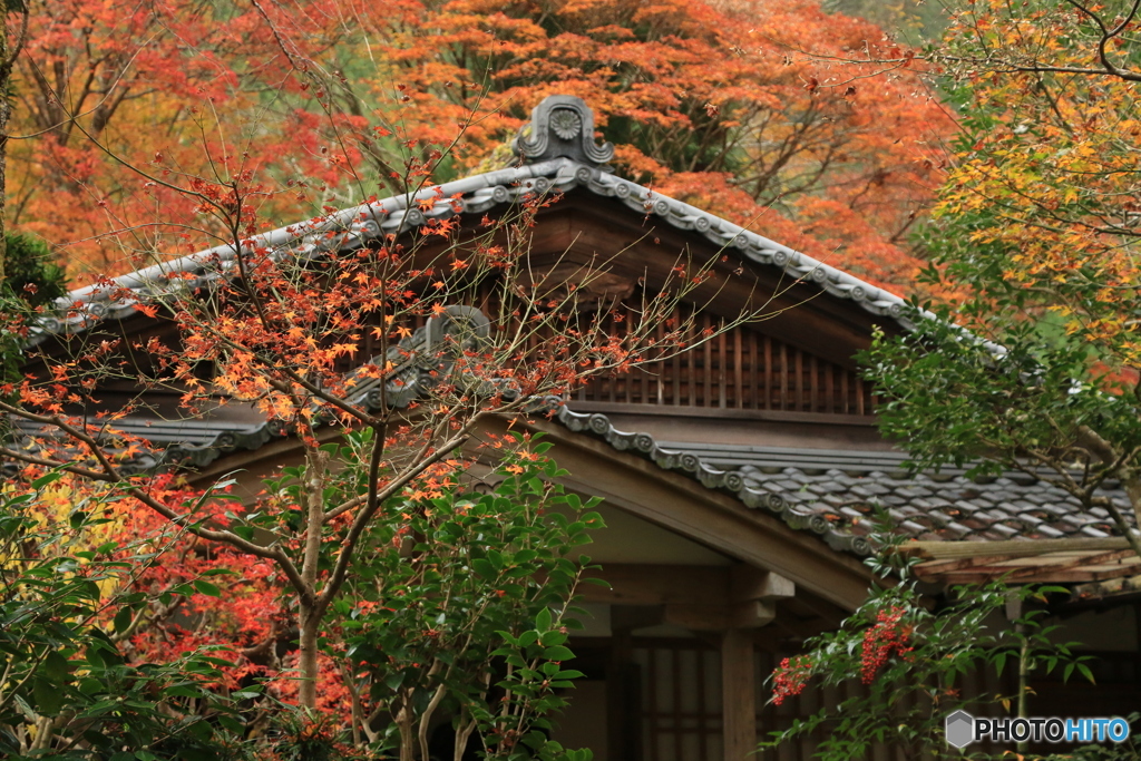 高山寺の秋