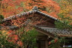 高山寺の秋