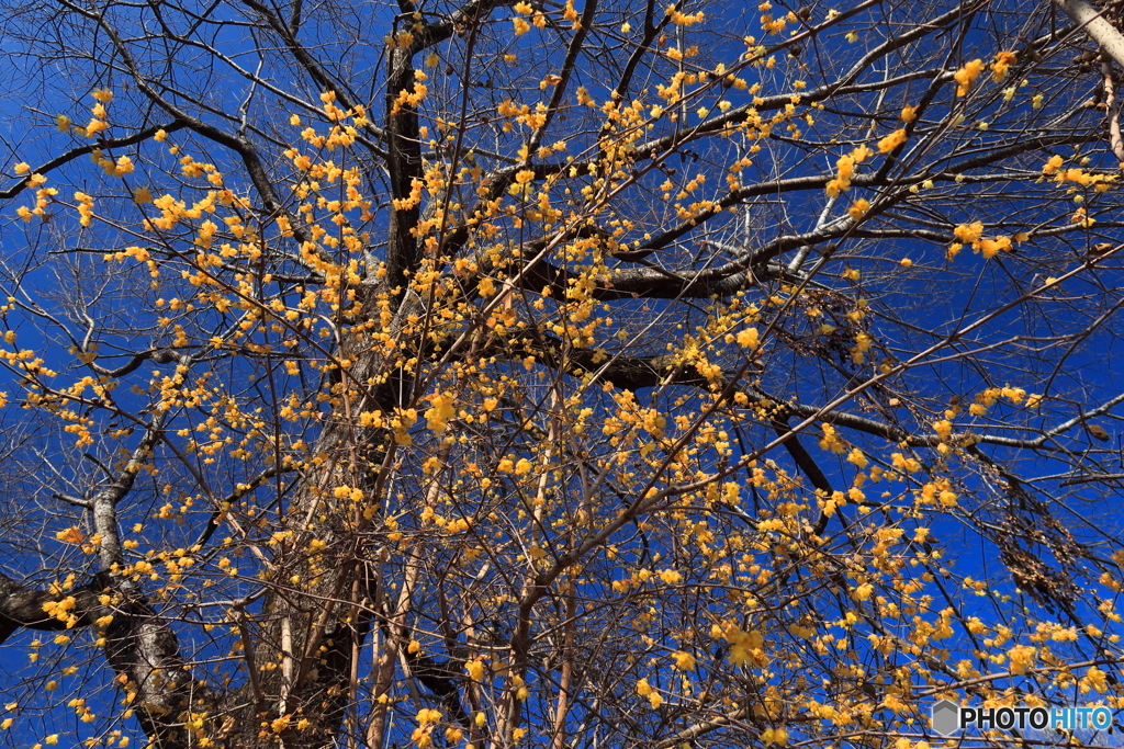 青空に蝋梅咲く