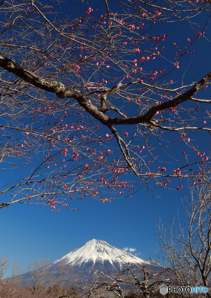 紅梅咲く-2 (756T)