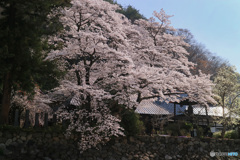 山寺の春 -1 (349T)