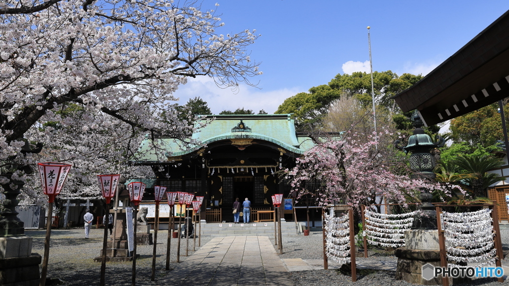 桜咲く境内