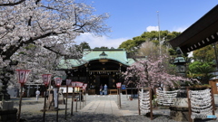 桜咲く境内