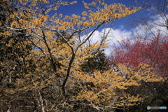 先ずはマンサク