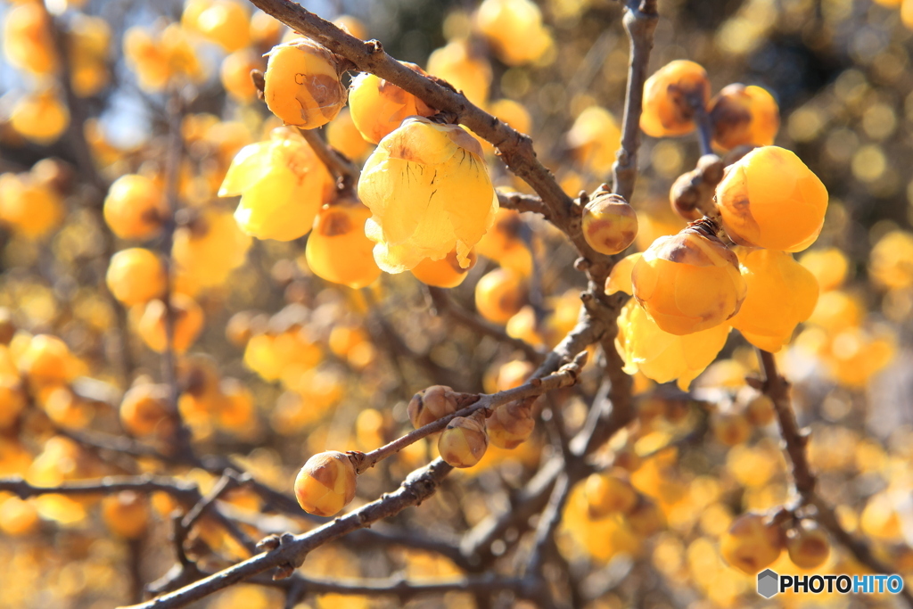 蝋梅、満開の頃