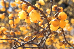 蝋梅、満開の頃