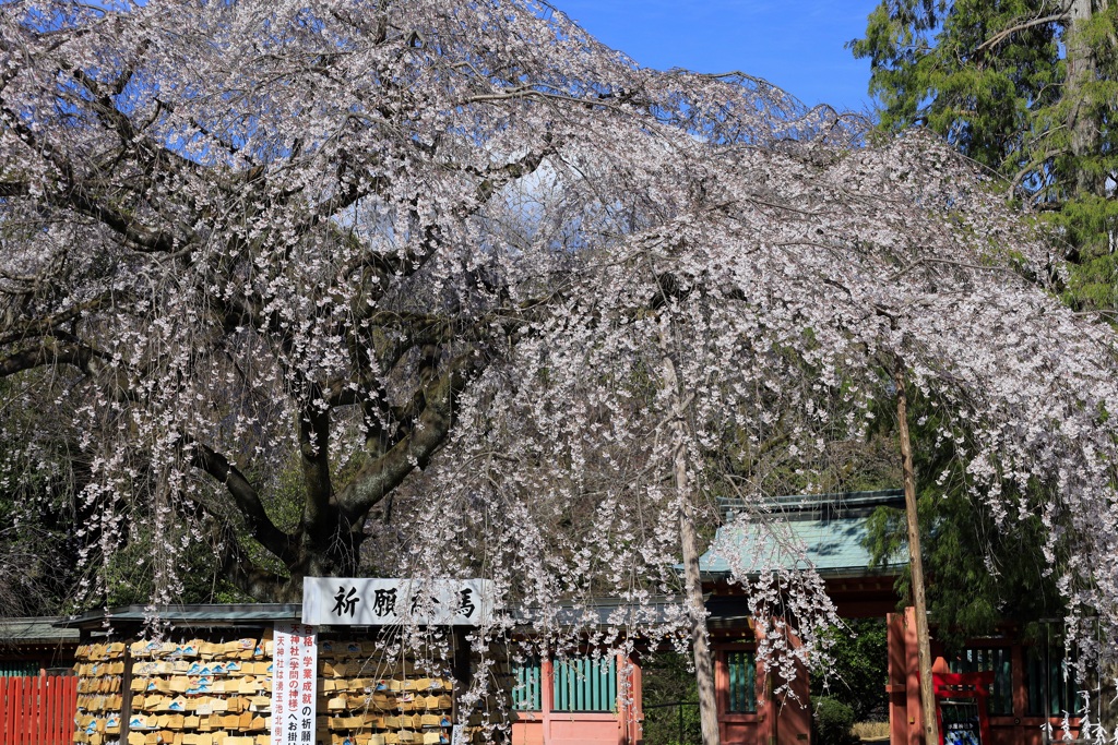 境内に咲く