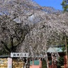 境内に咲く