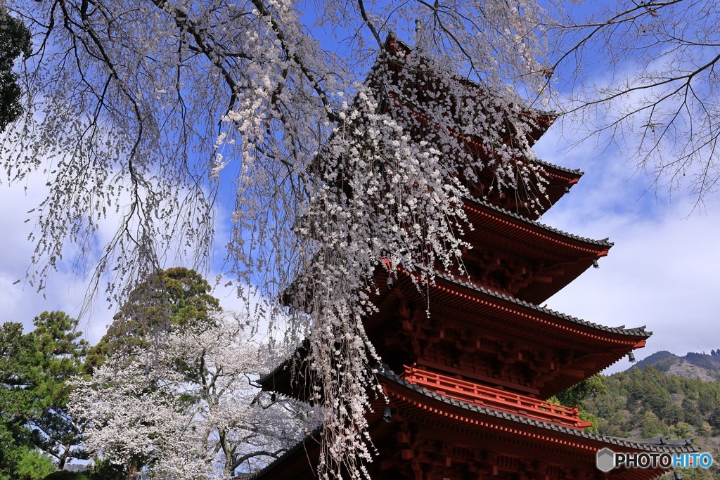 桜、満開に -7