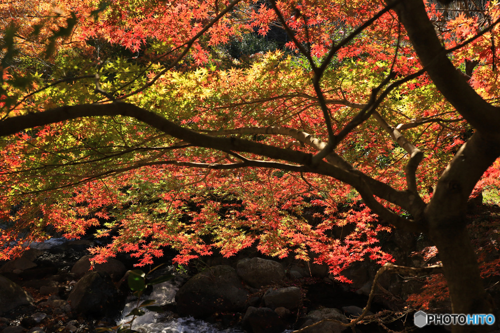 紅葉、光る