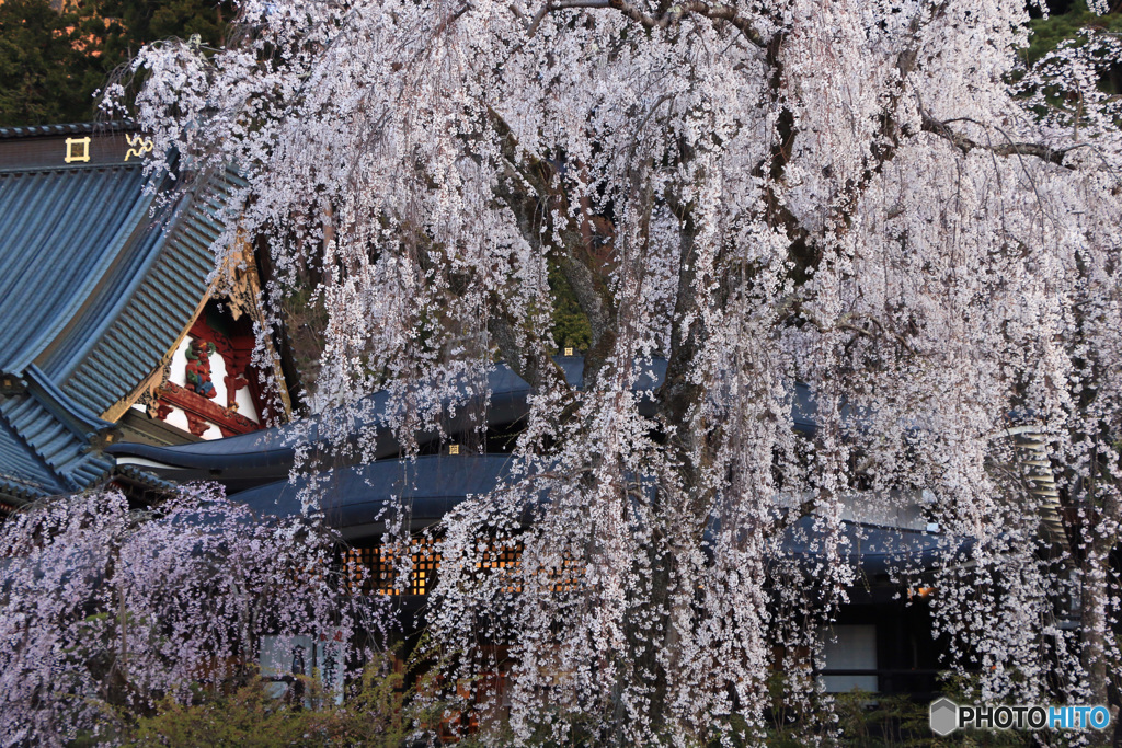 桜、満開のとき