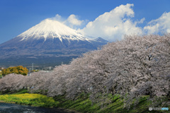富士と桜 （S)