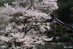 山寺の春 -4
