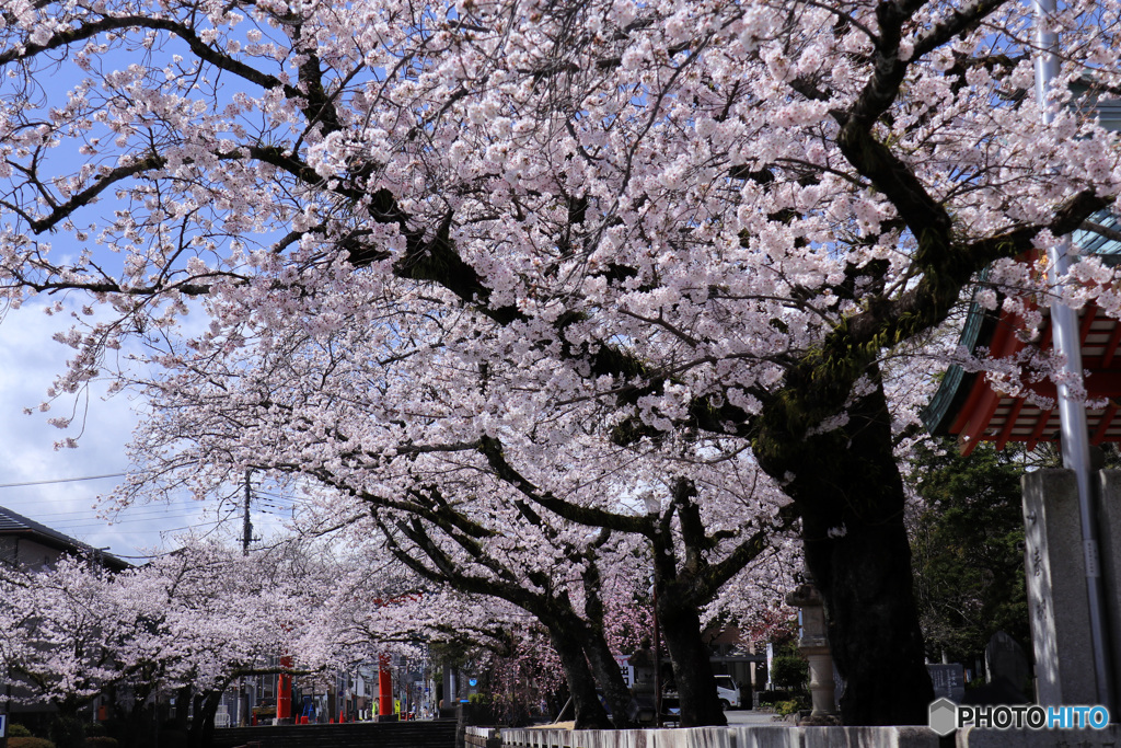 桜満開の境内