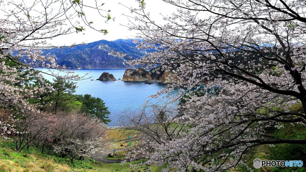 西伊豆に桜咲く