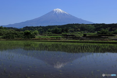 水田に映る富士