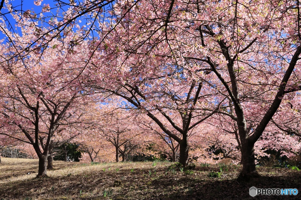 満開の桜の森で （689T)