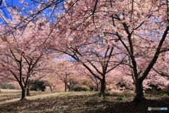 満開の桜の森で （689T)