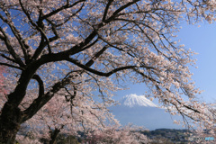 桜、満開に (433T)