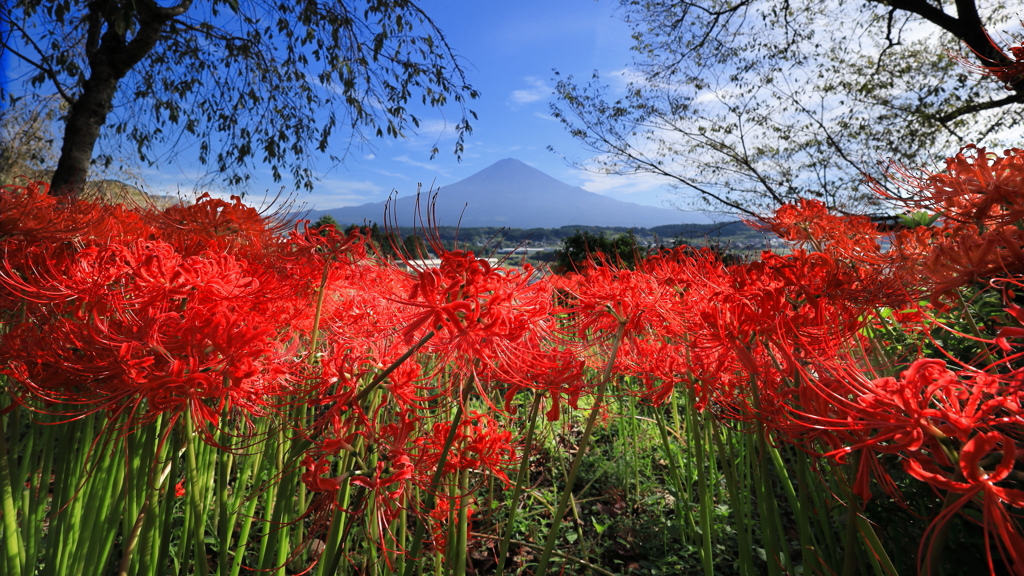 お知らせ「ＮＨＫ静岡で・・」