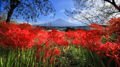 お知らせ「ＮＨＫ静岡で・・」
