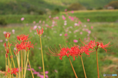 彼岸花の小路