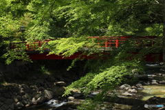 青モミジと紅い橋 （446T)