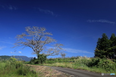 里山の小径