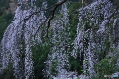桜、満開に -2