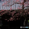 紅梅のあるお寺で