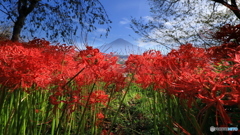 彼岸花と富士