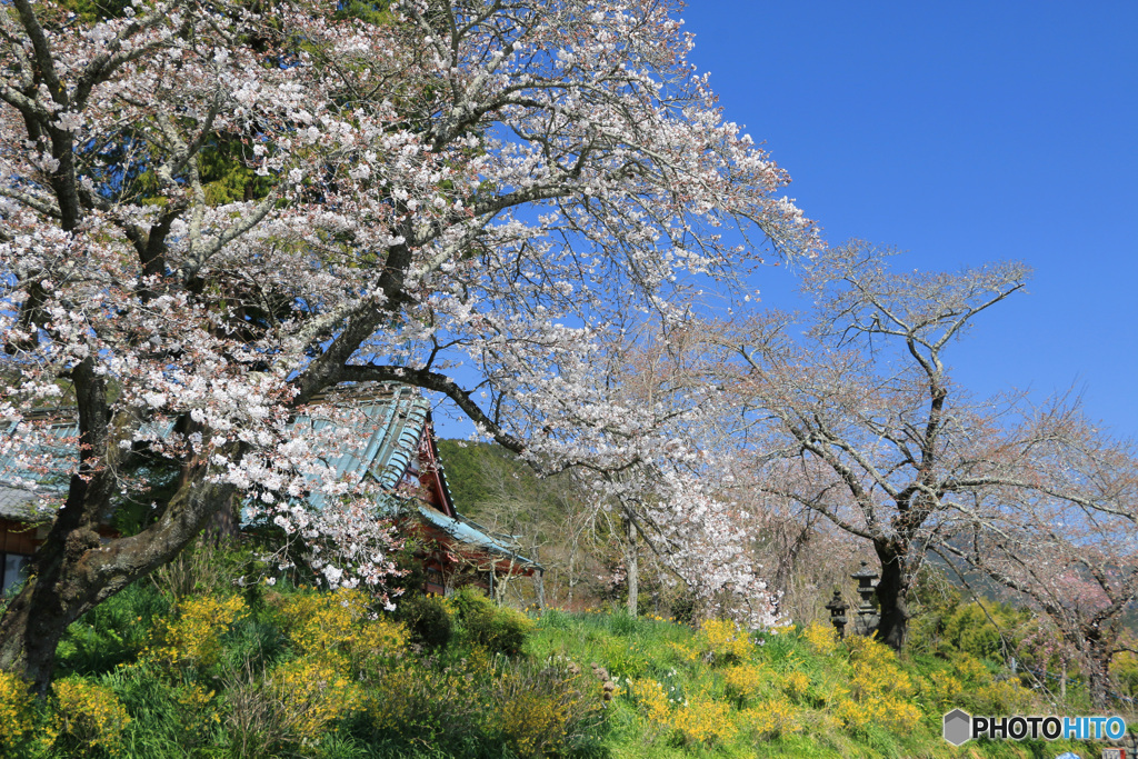 山寺の春