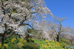 山寺の春