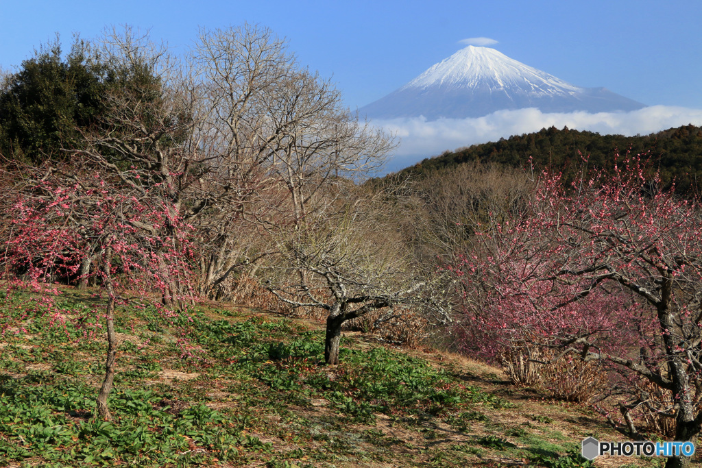 里の春