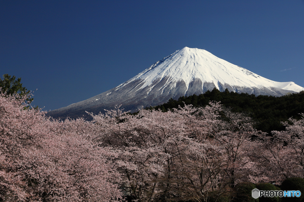 富士と桜 -2