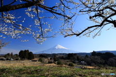 富士と棚田と白梅と  (598T)