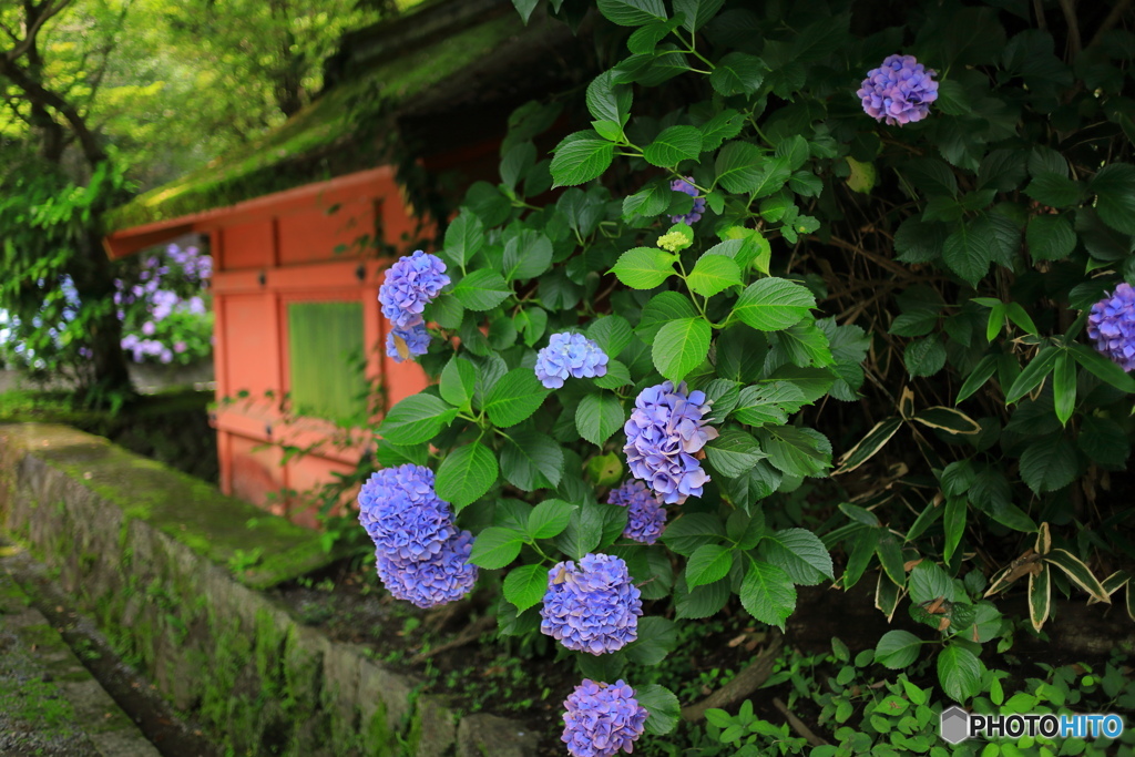 境内に咲く -3