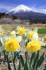 スイセンと富士